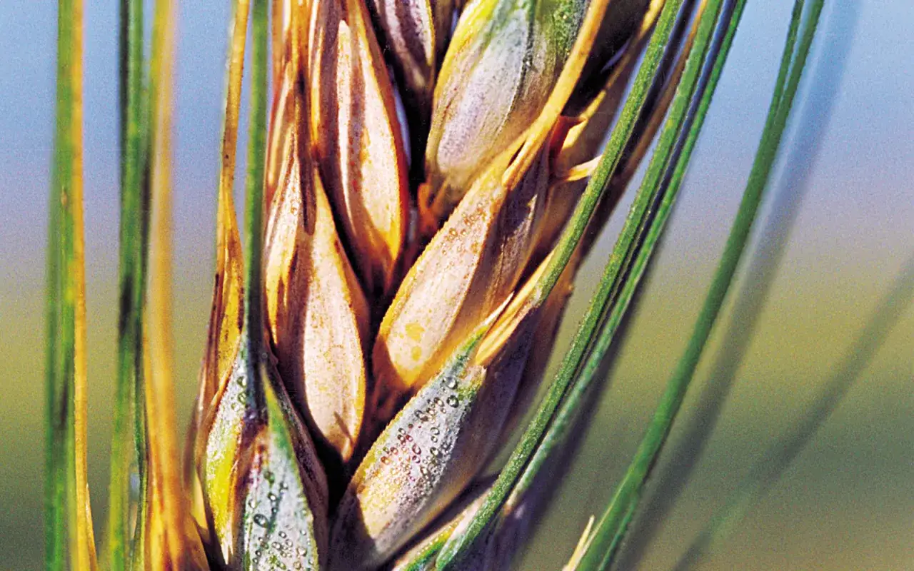 Gros plan d'une épi de blé affecté par la carie du blé, montrant des grains décolorés et recouverts de poudre grise.