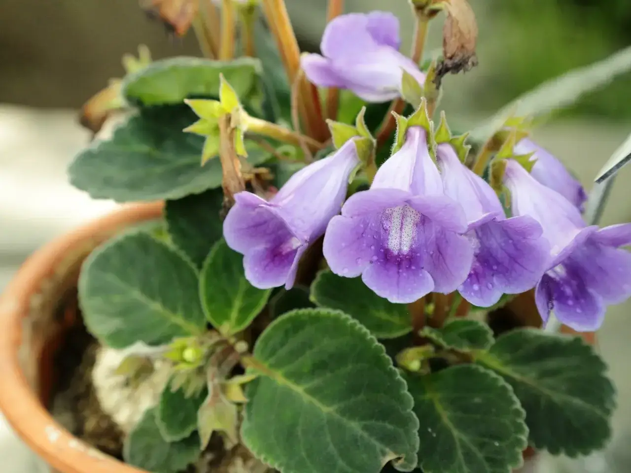 Fioletowe dzwonki gloksynii doniczkowej, ozdobione kropelkami rosy, rozkwitają w glinianej doniczce.
