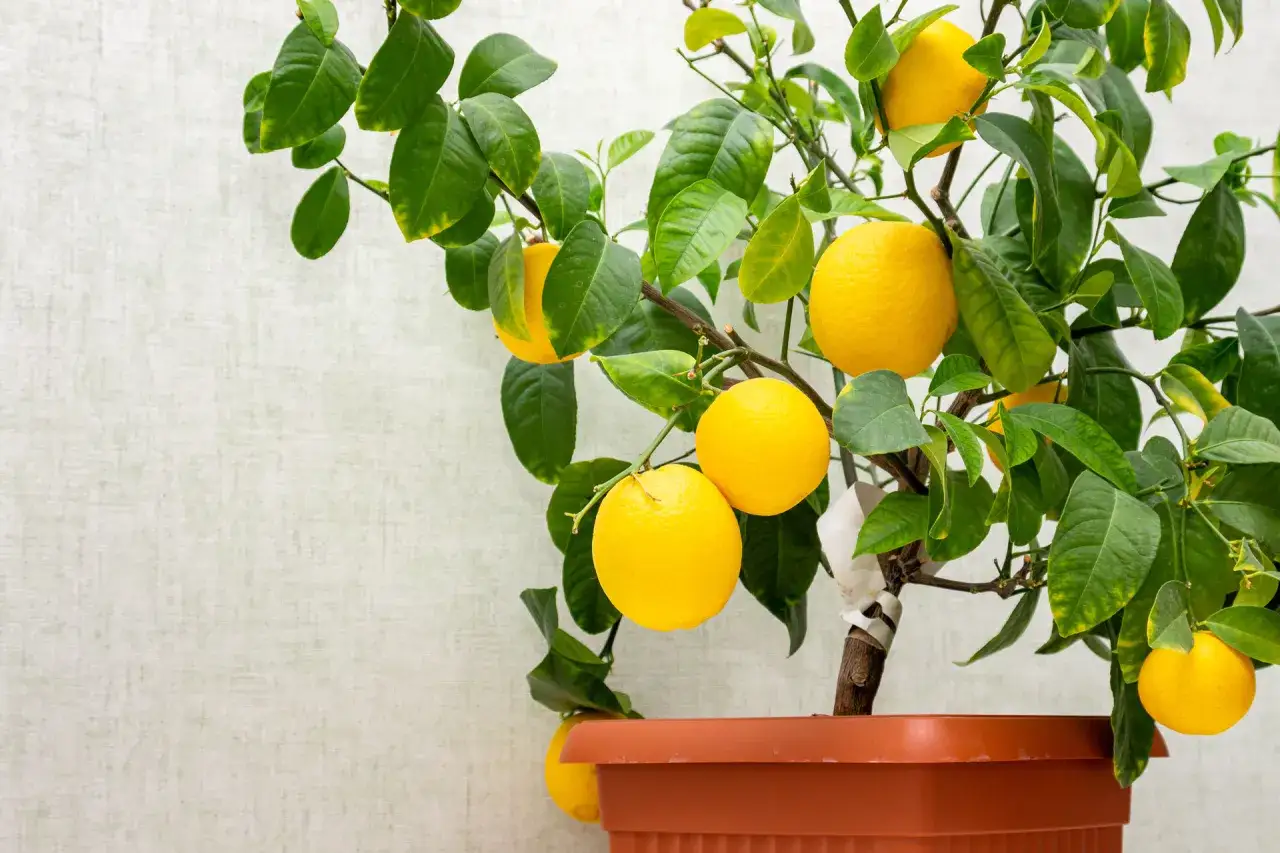Citrus limon medica, en krukväxt med mogna, gula frukter och gröna blad, växer i en terrakottafärgad kruka mot en ljus bakgrund.