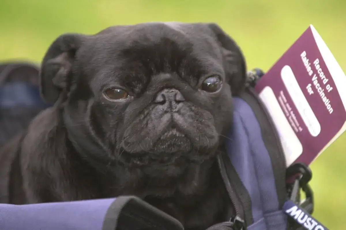 A black pug peeks out from a bag, a