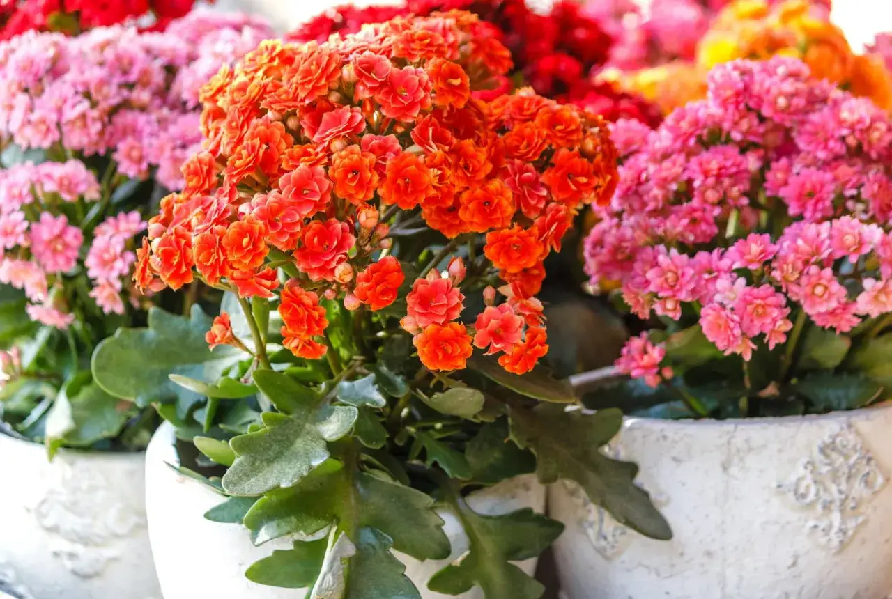 Bunte Kalanchoe-Blüten in Orange und Pink. Die richtige Kalanchoe Pflege sorgt für üppige Blütenpracht.