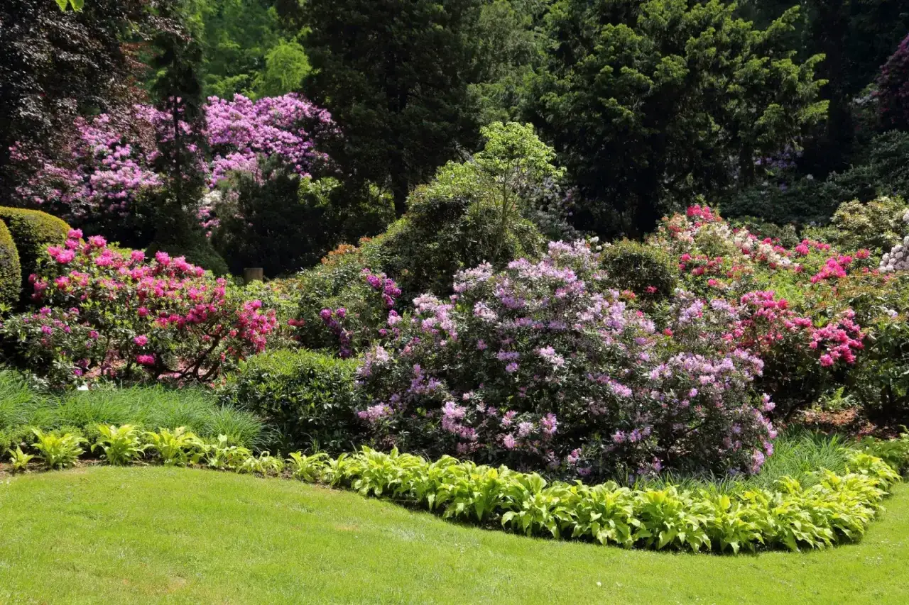 Kwiaty rododendronów w odcieniach różu i fioletu tworzą barwny dywan. Zastanawiasz się, co posadzić obok rododendrona? Warto rozważyć hosty o jasnych liściach.
