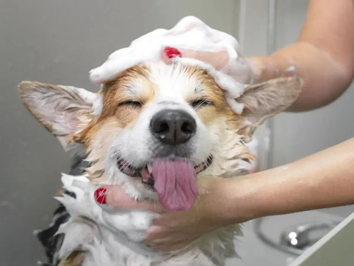Szczęśliwy corgi w pianie, który już nie śmierdzi skarpetami, bo właśnie jest kąpany.