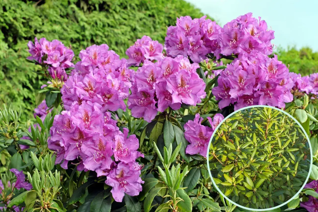 Piękny rododendron w fioletowych kwiatach. W okręgu liście, które mogą pomóc zrozumieć, dlaczego rododendron nie kwitnie.