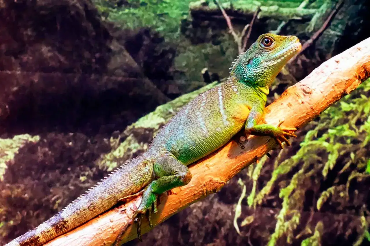 Un **drag&oacute;n de agua** asi&aacute;tico, con escamas verdes y azules, descansa en una rama.