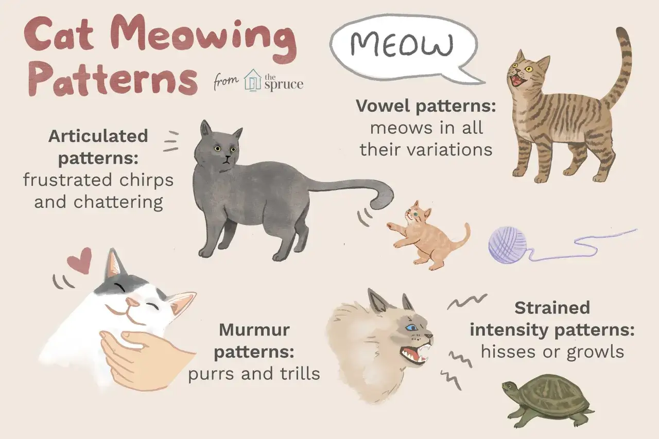 Understanding why does my cat meow so much: illustration shows cat meowing patterns like articulated, vowel, murmur, and strained, with different cat illustrations.