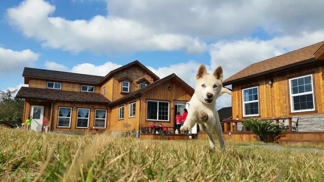 Szczeniak husky z niebieskimi oczami skacze na trawie przed drewnianym domem. Jak zostawić szczeniaka samego w domu? Zapewnij mu zabawki i bezpieczne miejsce.