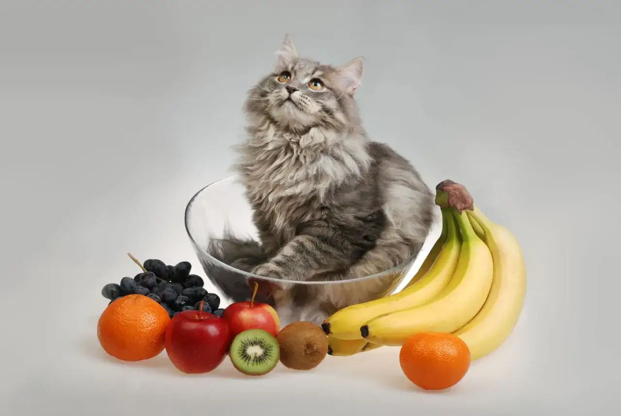 Gato gris peludo sentado en un bol de cristal rodeado de frutas. &iquest;Sab&iacute;as que los gatos pueden comer pera?