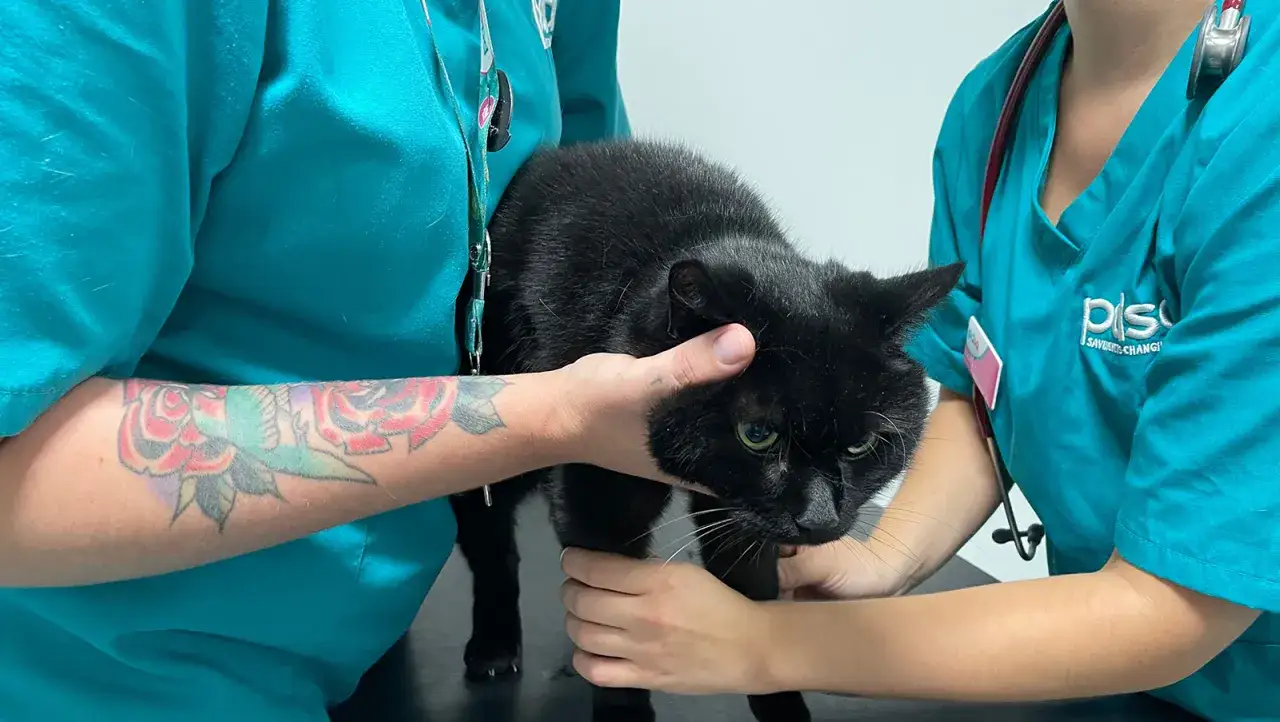 Veterinarios revisan a un gato negro. Recuerda que el ajo es malo para los gatos y puede ser tóxico.