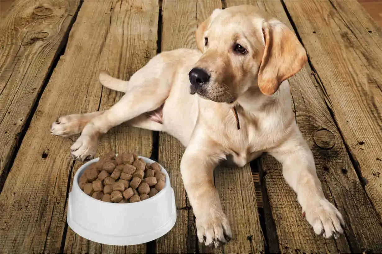 Un chiot labrador regarde sa gamelle de croquettes, l'air de faire des caprices pour manger.