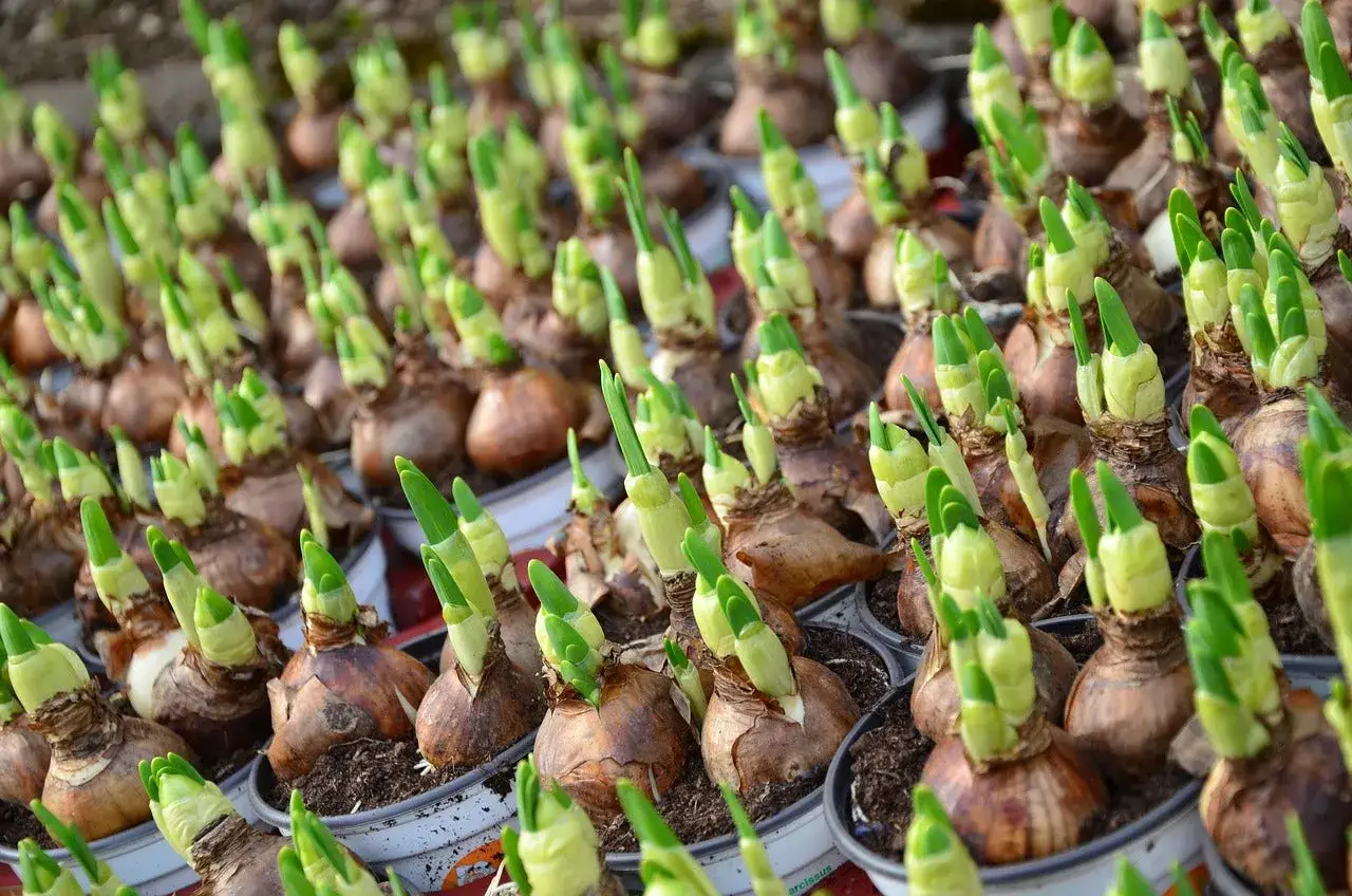 Rows of tulip bulbs with green shoots emerging, ready for planting. This image shows how to store tulip bulbs for future blooms.