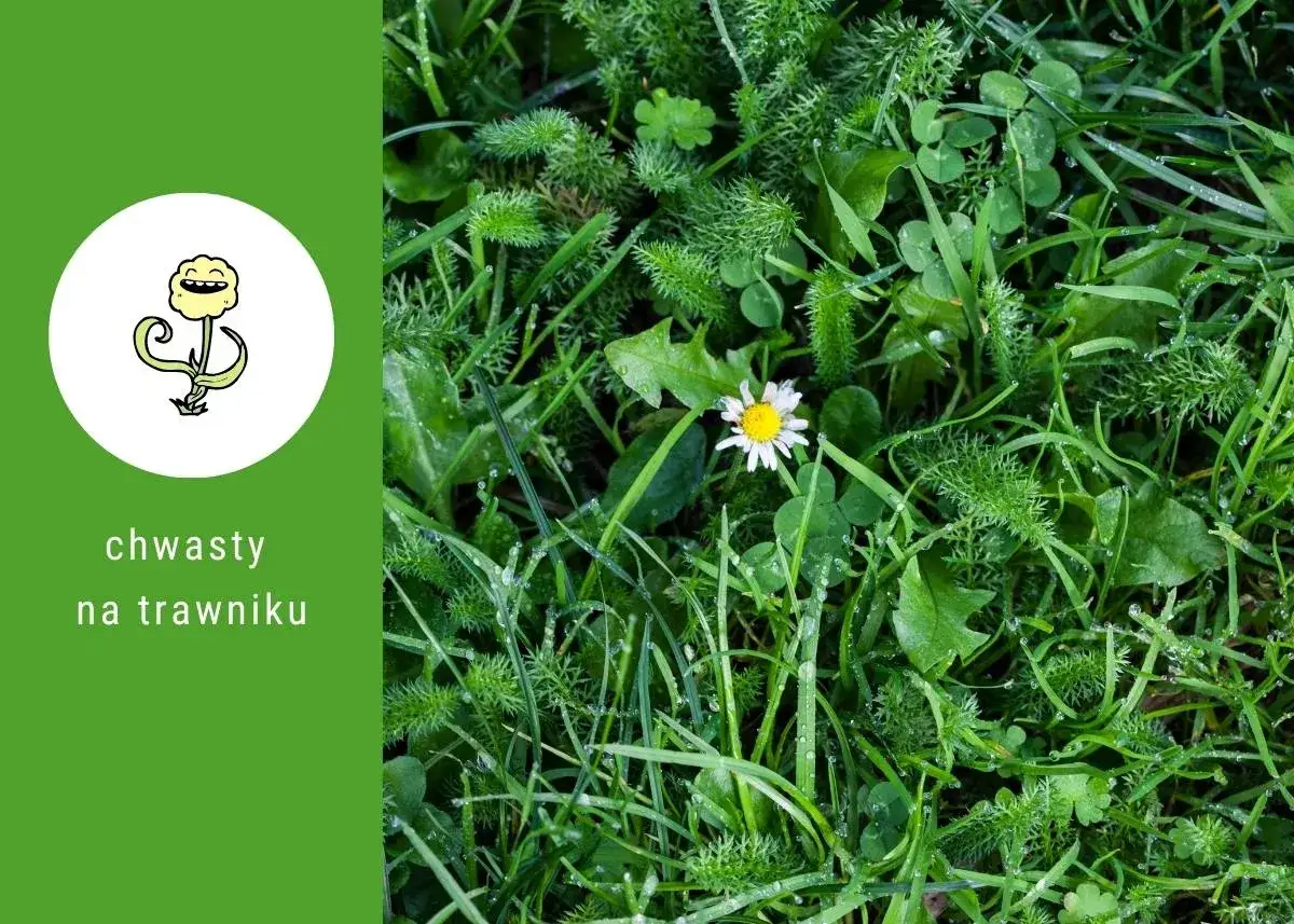 Różne chwasty na trawniku, w tym koniczyna i stokrotka, tworzą zielony dywan.