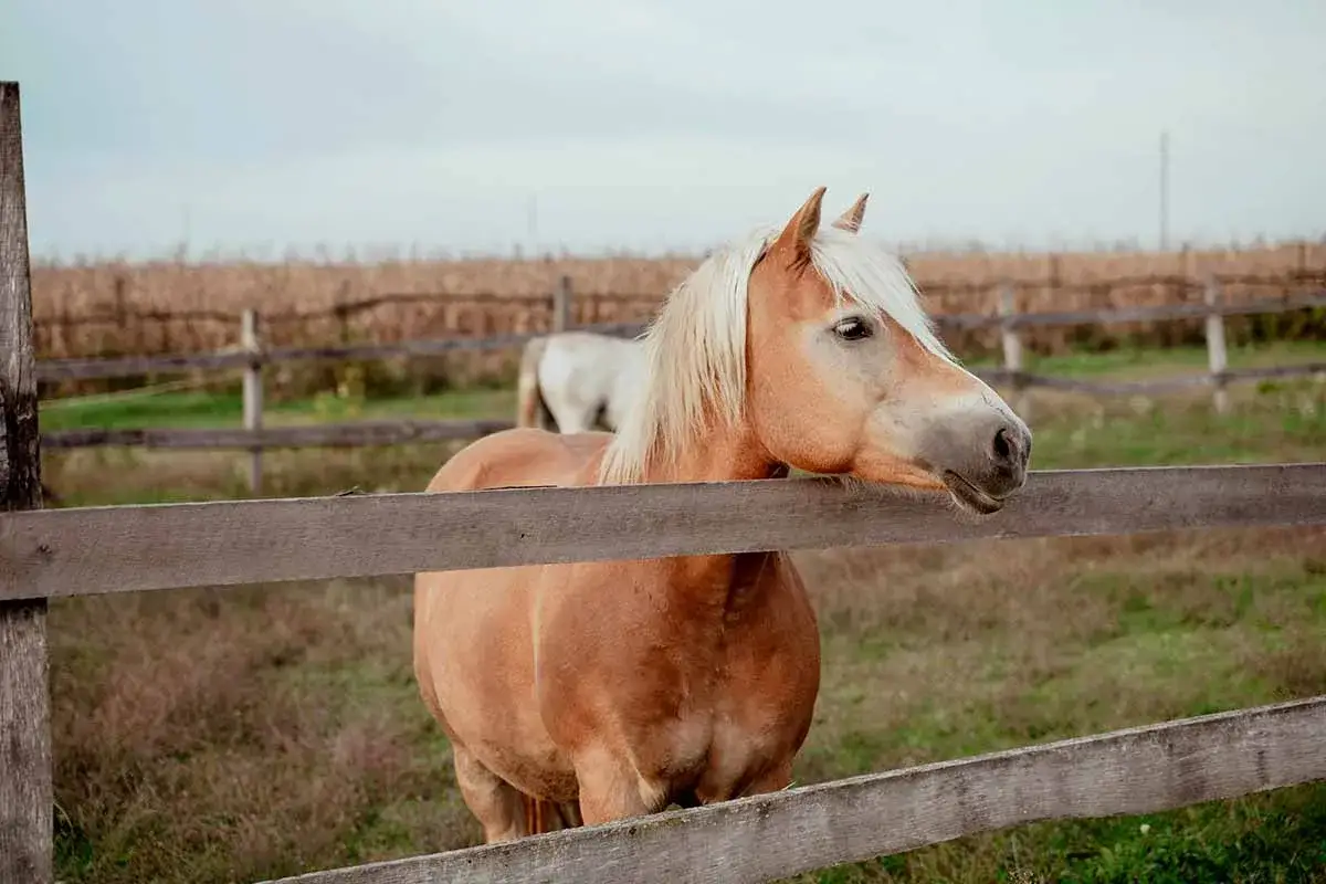 Brązowy haflinger z jasną grzywą opiera się o drewniany płot. Jego wzrost jest typowy dla tej rasy.