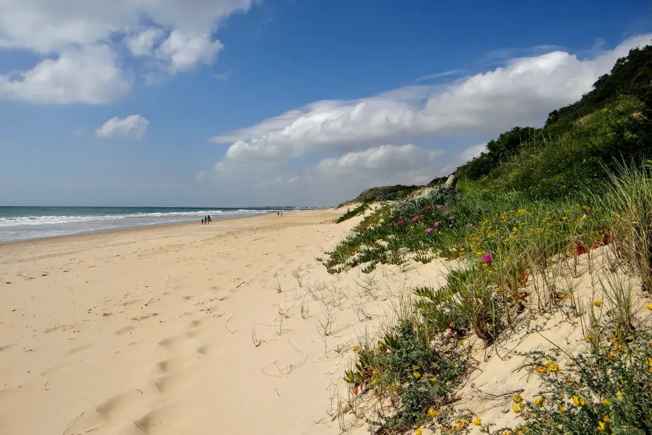 Sonniger Strand von Playa La Barrosa mit D&uuml;nen, wilden Blumen und dem Meer im Hintergrund.