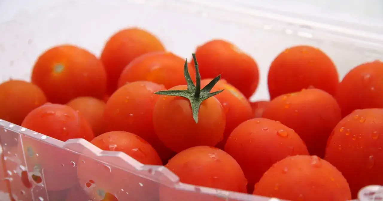 Świeże, lśniące pomidorki koktajlowe w plastikowym opakowaniu. Dowiedz się, jak przechowywać pomidory, by zachowały smak i świeżość.