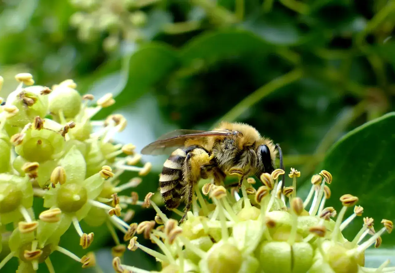 Une abeille butine des fleurs, illustrant à quoi servent les abeilles : la pollinisation essentielle à la reproduction des plantes et à notre alimentation.
