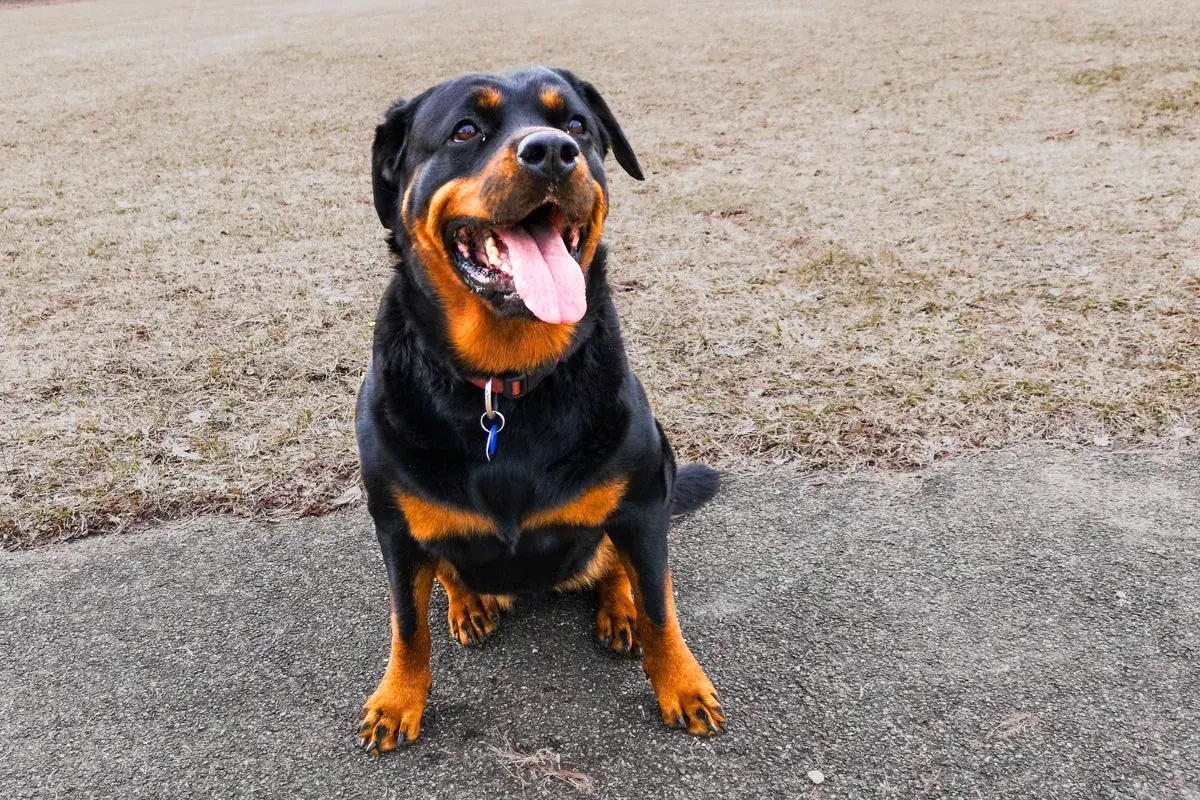 Siedzący rottweiler, wyglądający jak najsilniejszy pies na świecie, z językiem na wierzchu.