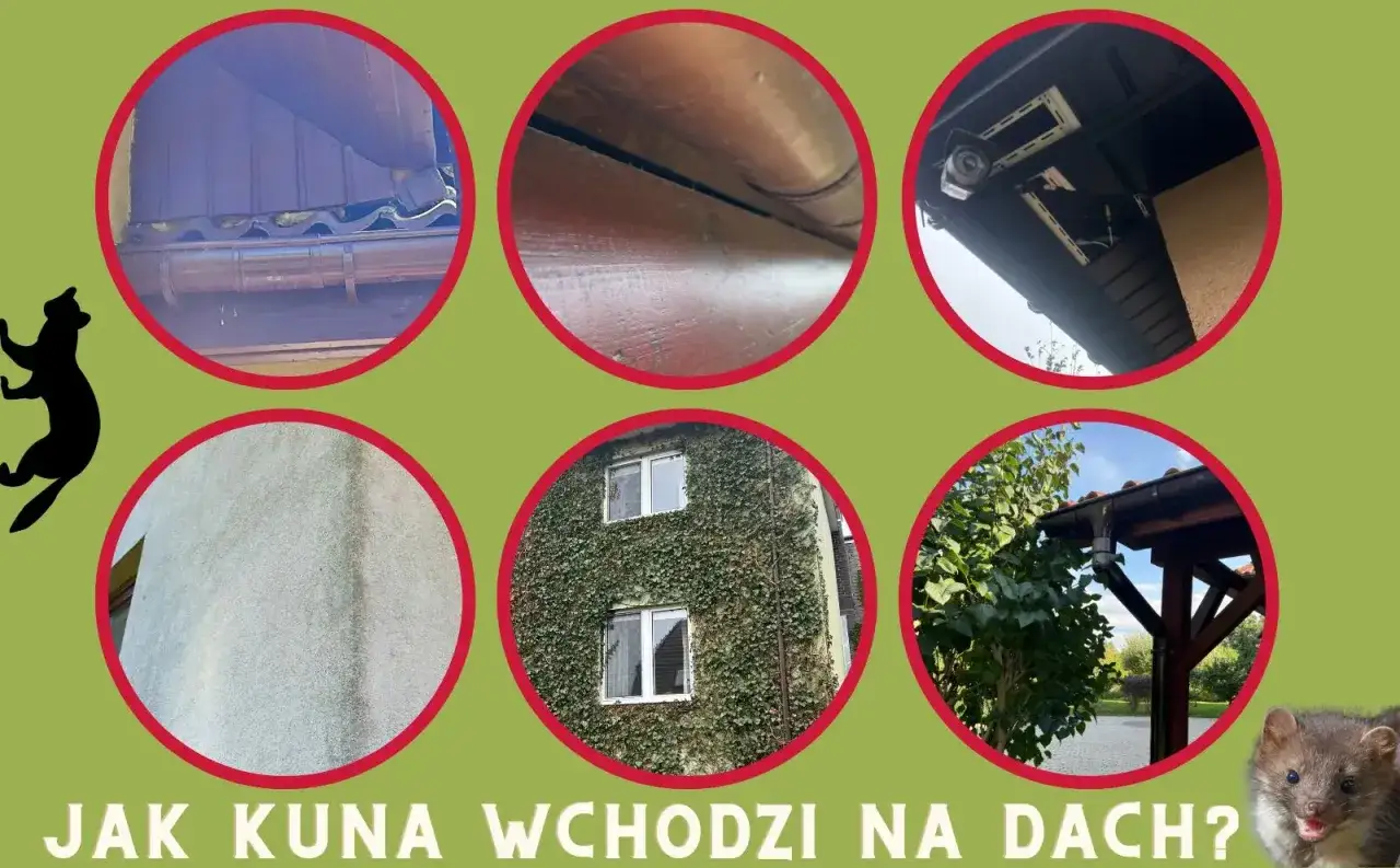 Kuna na dachu? Zobacz, jak zwierzęta dostają się na poddasze, wspinając się po rynnach i ścianach.