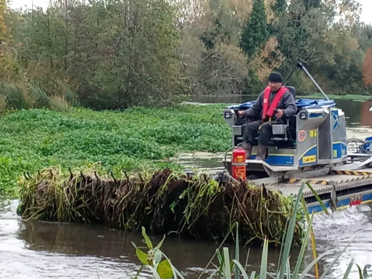 Un homme sur une barge récolte la jussie rampante, une plante aquatique envahissante, pour nettoyer la rivière.
