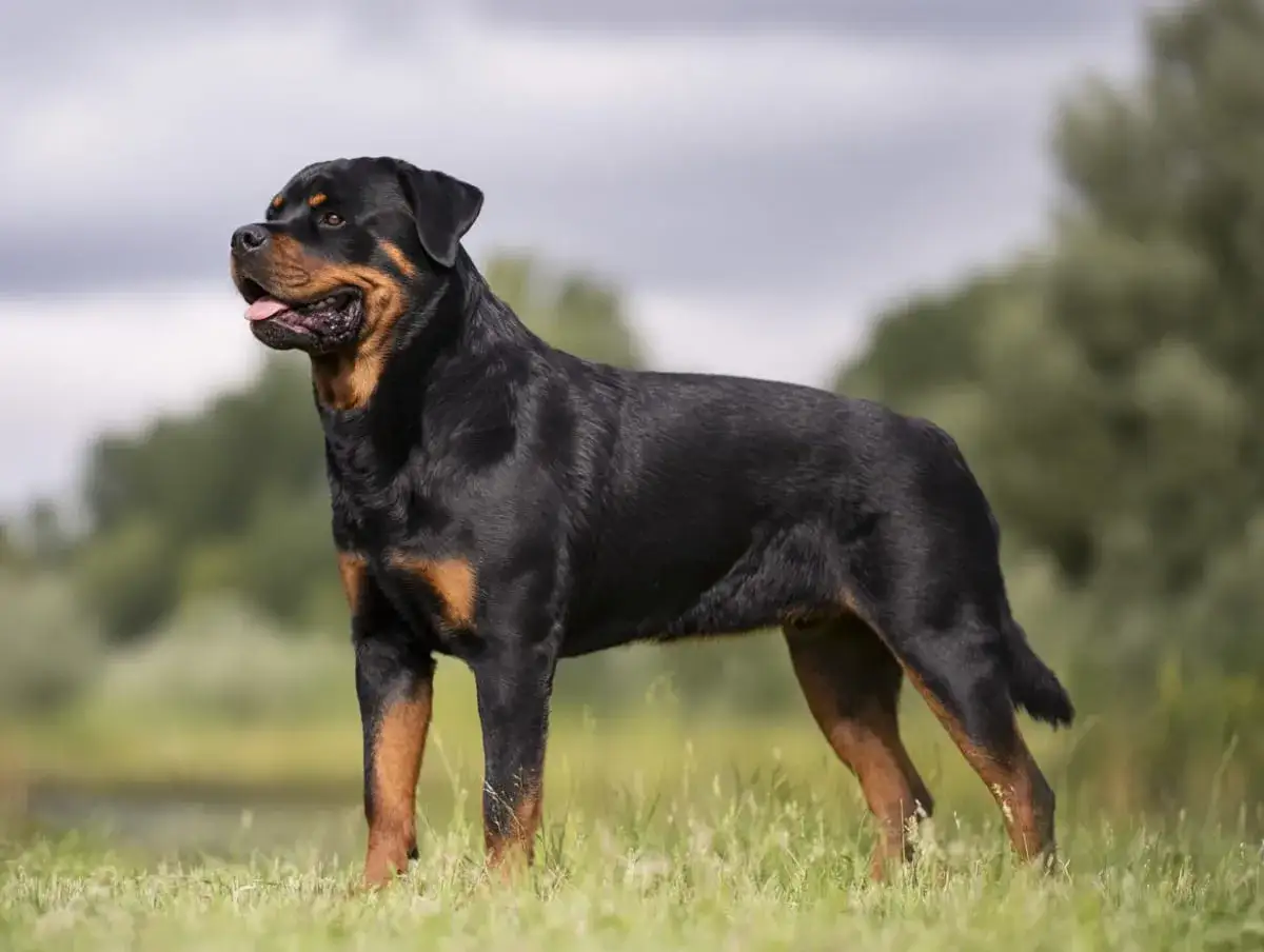 En stolt rottweiler st&aring;r i gr&auml;set, en bild av lugn och styrka som speglar dess stabila rottweiler temperament.