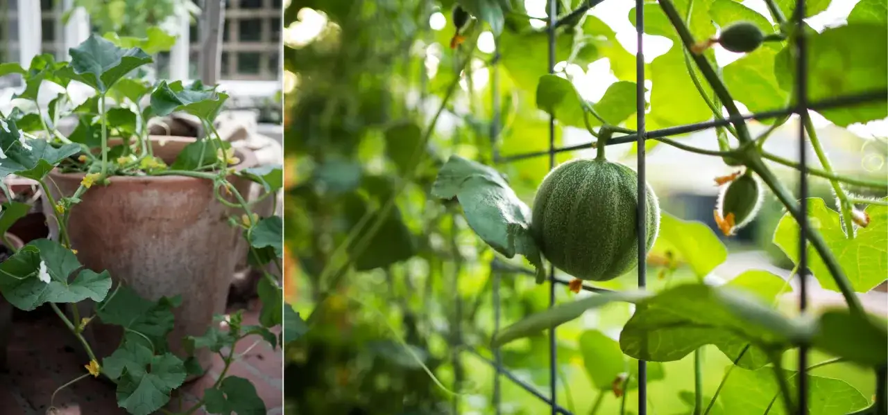 En planta av melon som v&auml;xer i en terrakottakruka. En liten gr&ouml;n melon h&auml;nger fr&aring;n ett n&auml;t. Att odla melon i kruka &auml;r en h&auml;rlig utmaning.