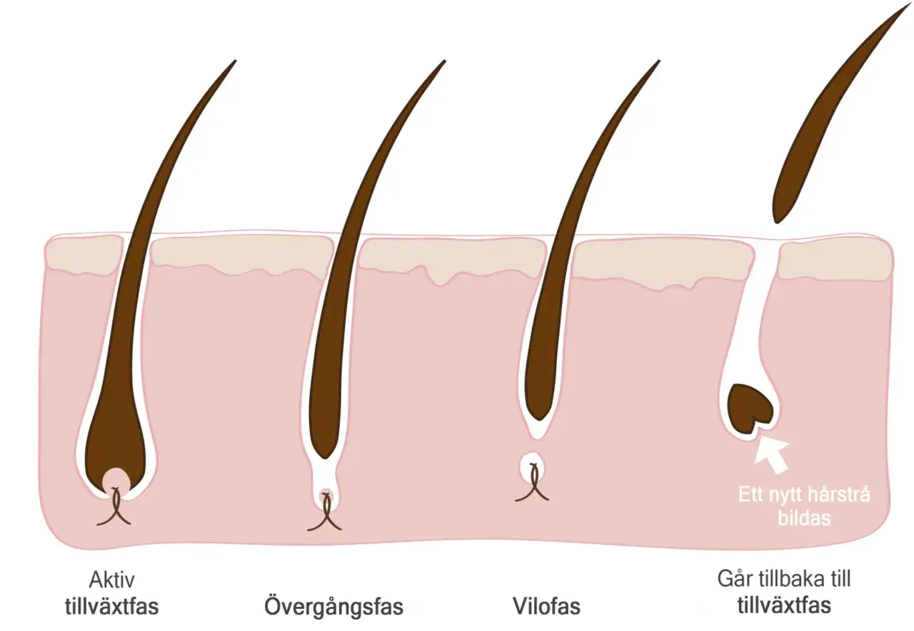 Illustration av hårsäckens livscykel: aktiv tillväxt, övergångsfas, vilofas och ny tillväxt. Kan relateras till håravfall vid klimakteriet.
