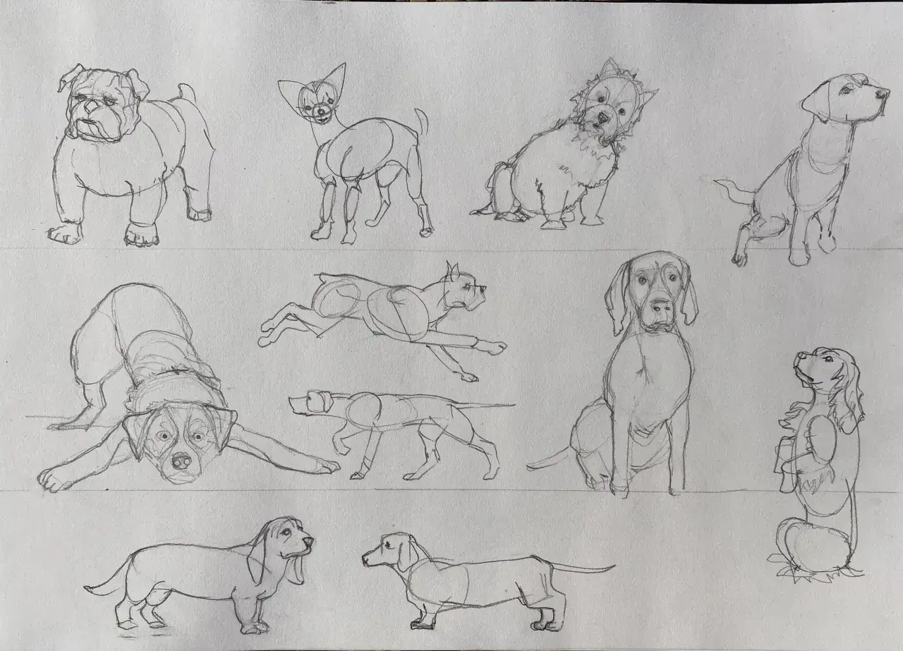 Bocetos de perros de diferentes razas y poses. Un bulldog, un chihuahua, un terrier, un labrador, un rottweiler, un galgo y un basset hound son algunos de los dibujos de perros.