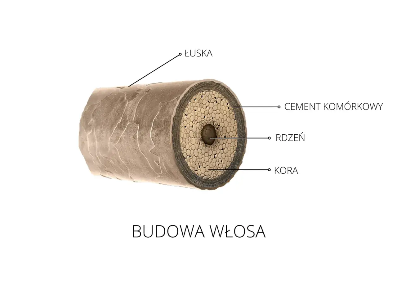 Przekrój włosa z widocznymi łuskami, korą, rdzeniem i cementem komórkowym. Pozwala to zrozumieć, jak określić porowatość włosów.