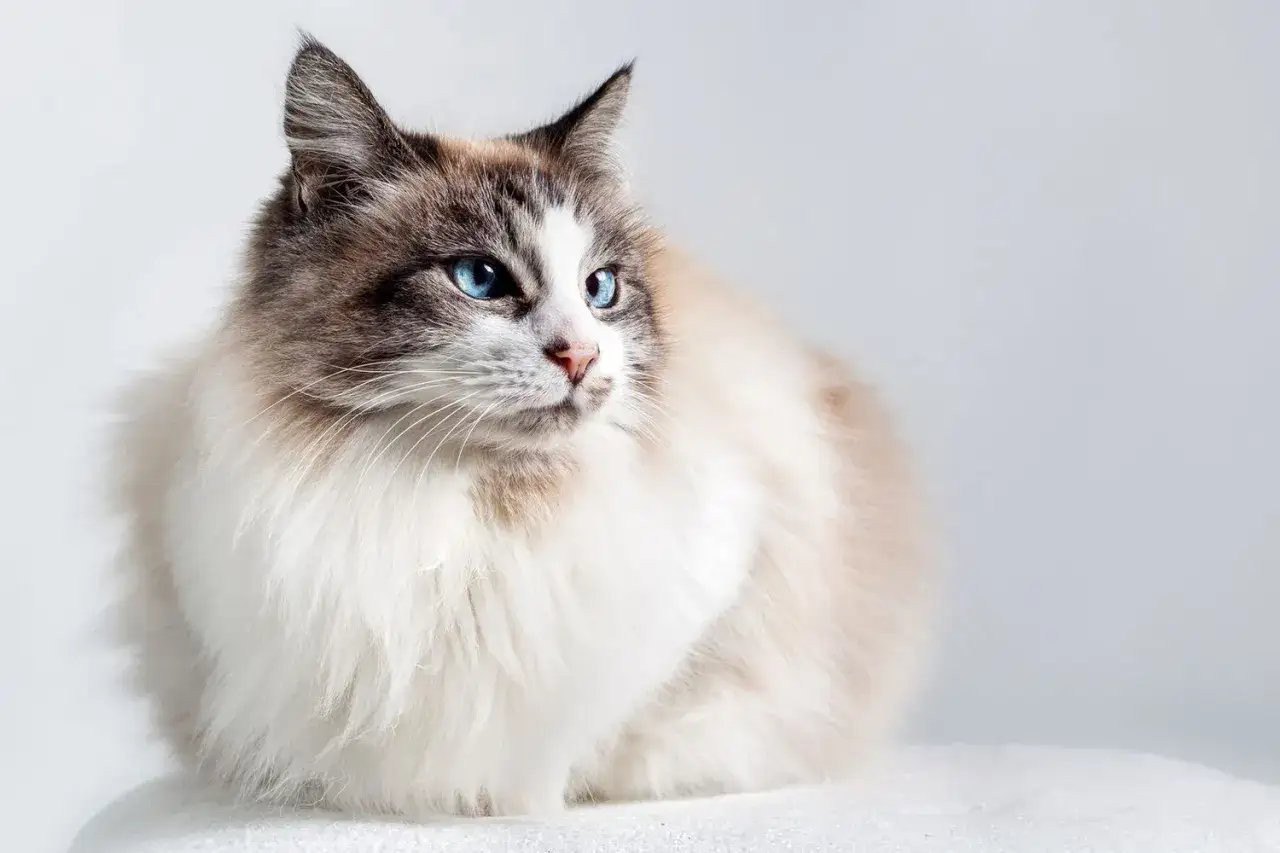 Uroczy ragdoll krótkowłosy z niebieskimi oczami, siedzący na białym tle.