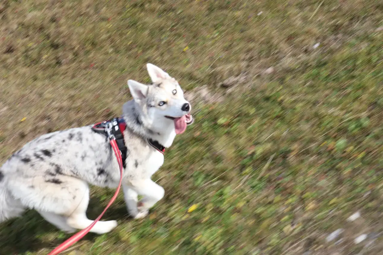 Ein fröhlicher Husky Australian Shepherd Mix mit blauen Augen rennt über eine grüne Wiese.