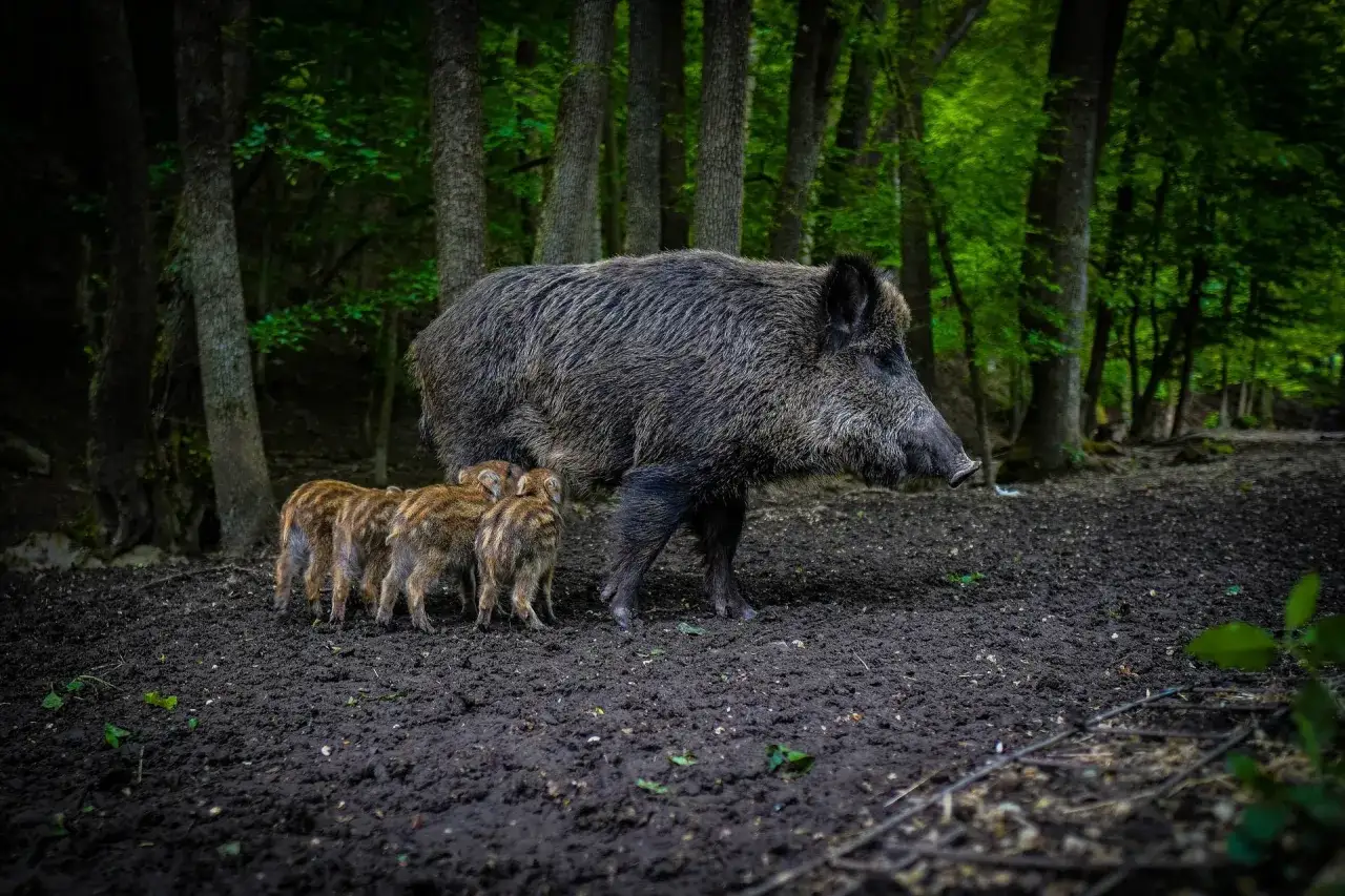 Dorosły dzik z warchlakami na błotnistym leśnym dukcie. Ile waży dzik dorosły? Nawet 200 kg!