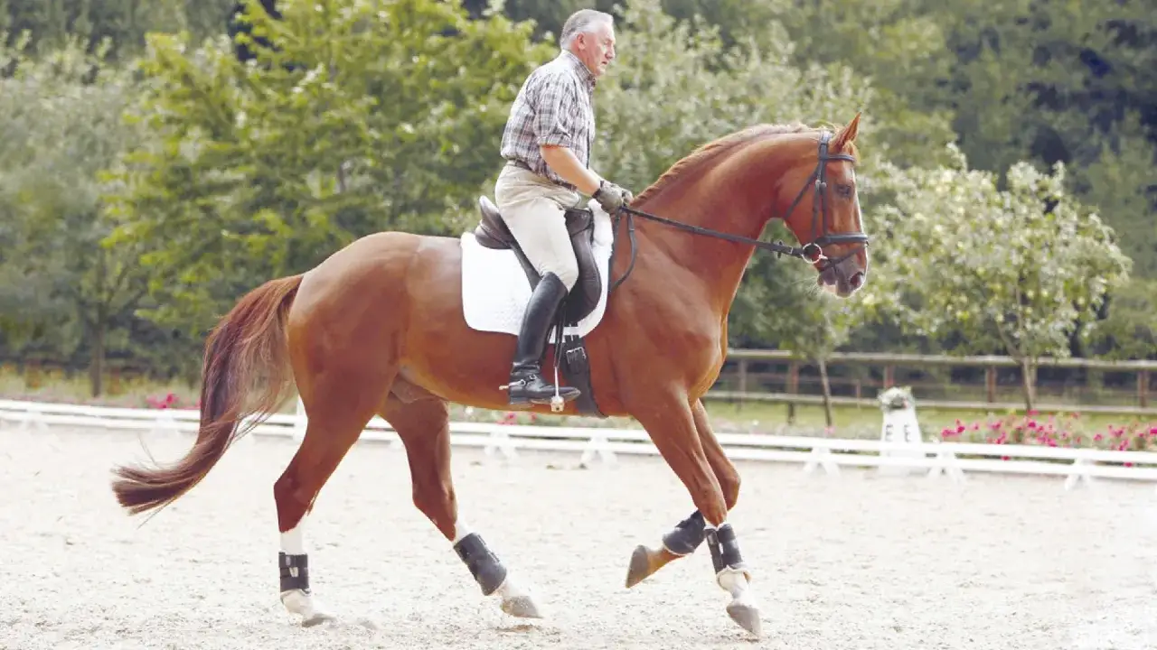 Klaus Balkenhol reitet ein braunes Pferd auf einem Sandplatz. Der Reiter trägt Reitkleidung, das Pferd ist gesattelt.