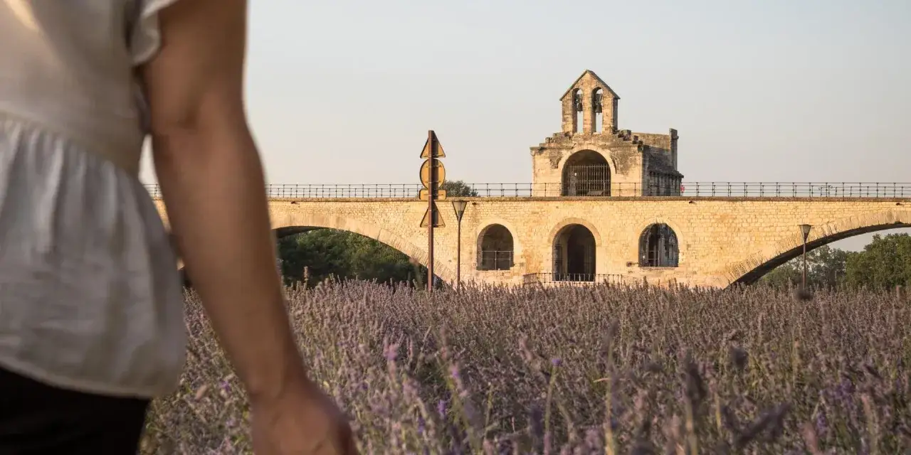Un champ de lavande violette s'étend devant le Pont Saint-Bénézet. Idéal pour savoir que faire à Avignon ce week-end.