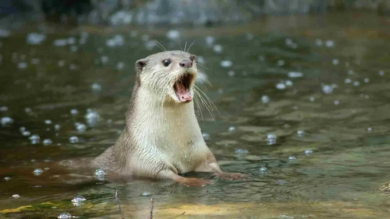 Ein Otter im Wasser g&auml;hnt. Wie alt werden Otter? Sie k&ouml;nnen 10-15 Jahre alt werden.