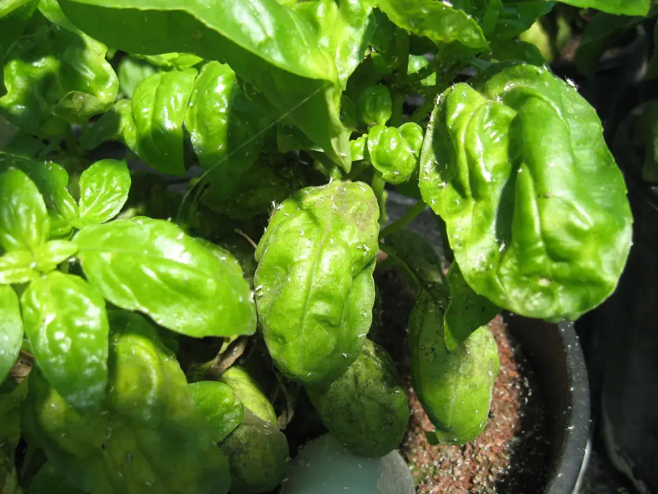 Foglie di basilico mangiucchiato da piccoli insetti bianchi, che si posano anche sul terriccio.