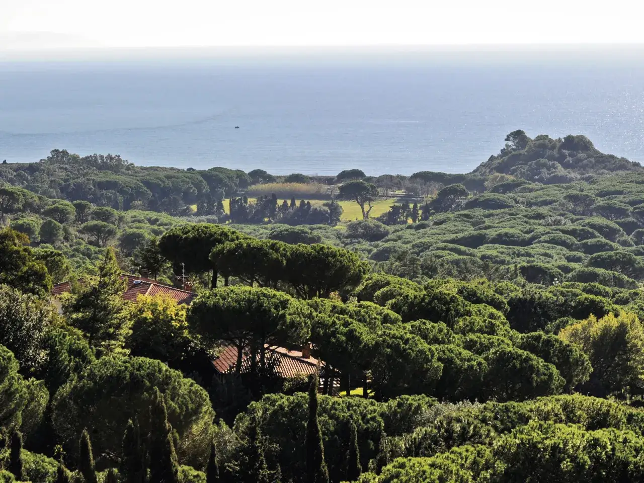 Vasta pineta di Roccamaresul mare, con tetti rossi che spuntano tra gli alberi.