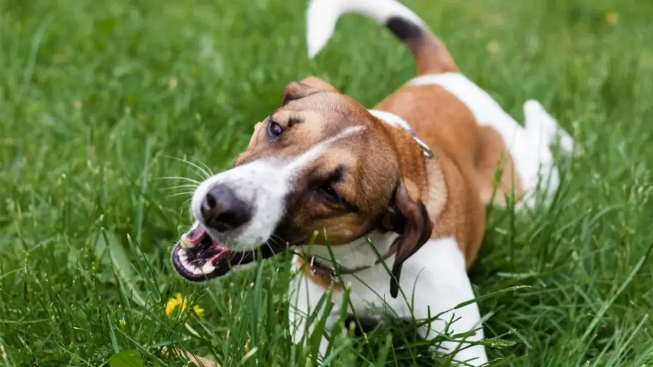 Mon chien mange beaucoup d'herbe d'un coup, la tête penchée, les yeux fixés sur l'herbe verte.