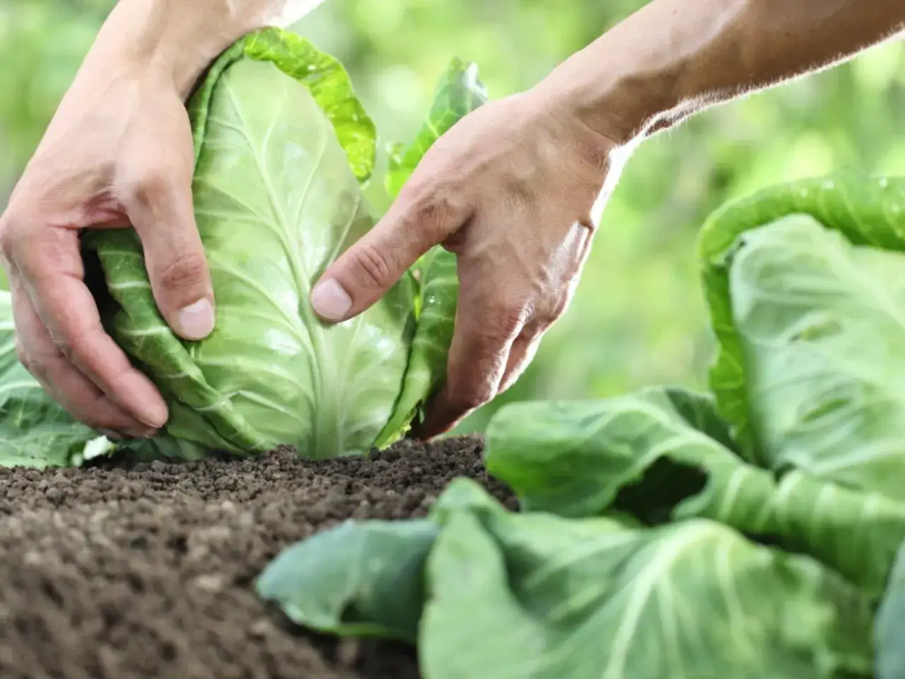 Hands gently cradle a fresh cabbage head, indicating it's time to harvest.