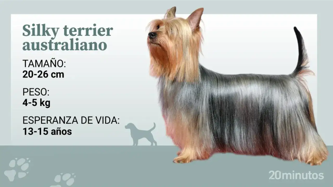 Un elegante australian silky terrier, con su pelaje largo y sedoso, se muestra junto a información sobre su tamaño, peso y esperanza de vida.