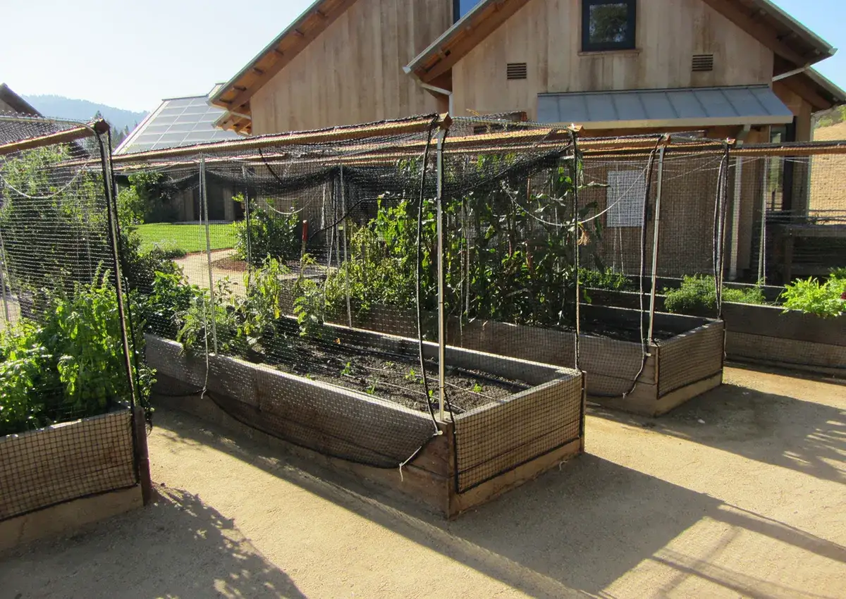 Jardins surélevés protégés par des filets pour comment éloigner les chats du jardin. Des légumes poussent sous le soleil.