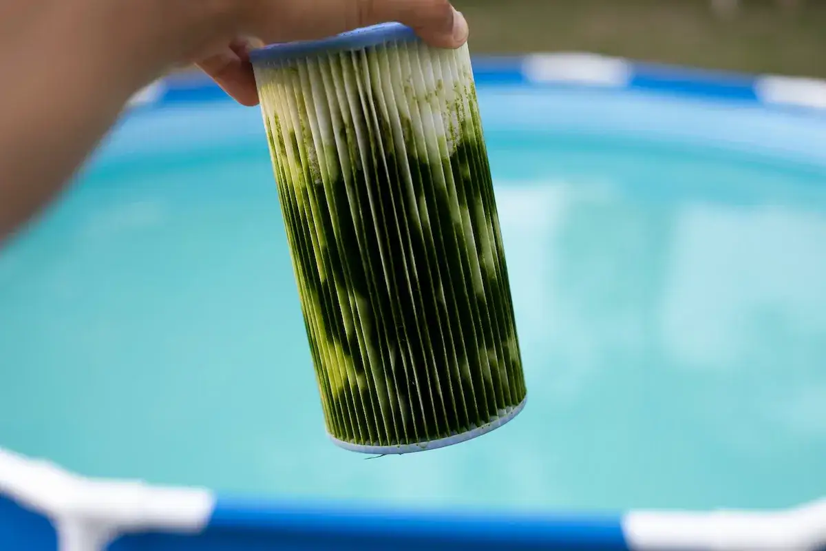 A dirty pool filter, covered in green algae, shows why the water isn't clear. Cleaning this is key to how to make pool water clear.