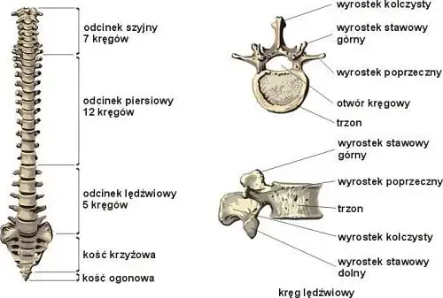 anatomia kręgosłupa poszczególne odcinki
