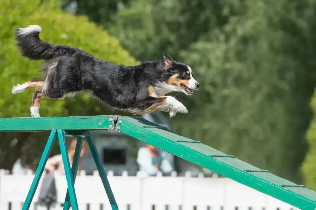 Zwinny owczarek australijski lub border collie w skoku przez przeszkodę na torze agility.
