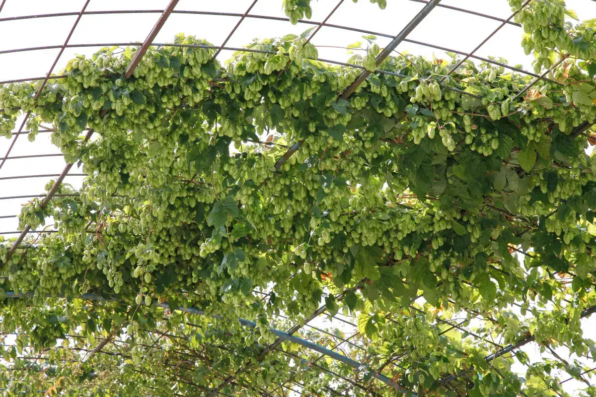 Une **houblon pergola** luxuriante, couverte de c&ocirc;nes verts, offre une ombre naturelle.
