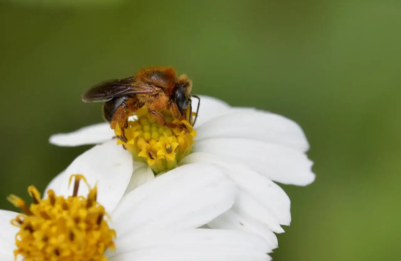 Une abeille melipona, aux teintes orangées et poilues, butine avec diligence le cœur jaune d'une fleur blanche.