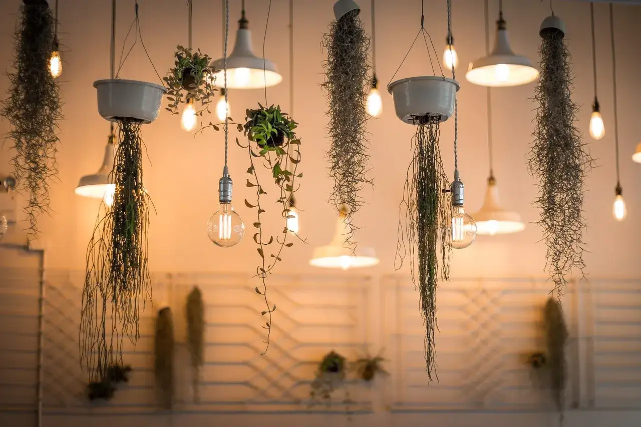 Lustres suspendus avec des plantes retombantes, cr&eacute;ant une ambiance chaleureuse parfaite pour un photographe interieur.