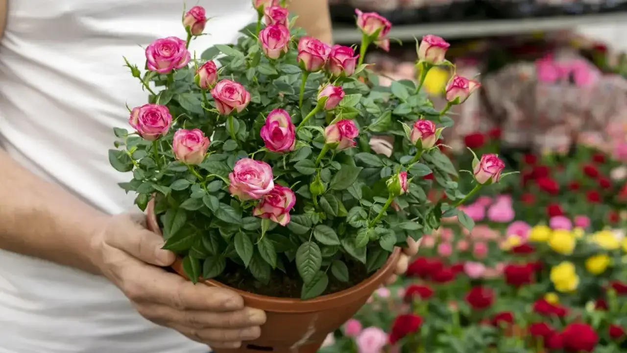 Manos sostienen un rosal mini con flores rosas y blancas. Consejos para cuidados de rosal mini.