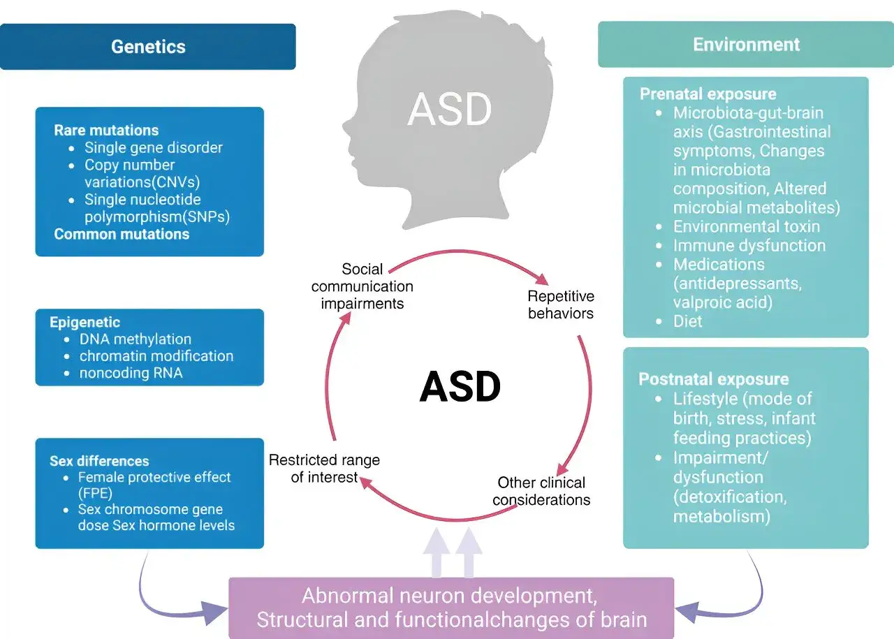 Czy asperger to choroba psychiczna? Schemat przedstawia czynniki genetyczne, środowiskowe i epigenetyczne wpływające na ASD, kt&oacute;re nie są chorobą psychiczną, lecz zaburzeniem neurorozwojowym.