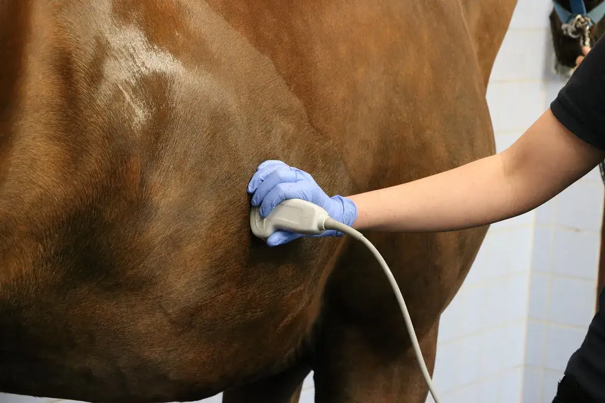 Tierarzt untersucht Pferd mit Ultraschall. Mögliche Symptome für einen Tumor im Bauchraum werden abgeklärt.