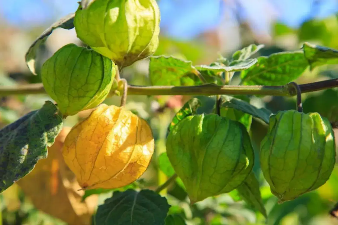 Reife und unreife Physalisfr&uuml;chte h&auml;ngen an einem Ast. Der ideale Physalis Standort ist sonnig.